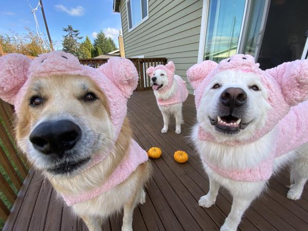 /Images/uploads/Connections Pet Rescue/Howl-o-ween/entries/15717thumb.jpg